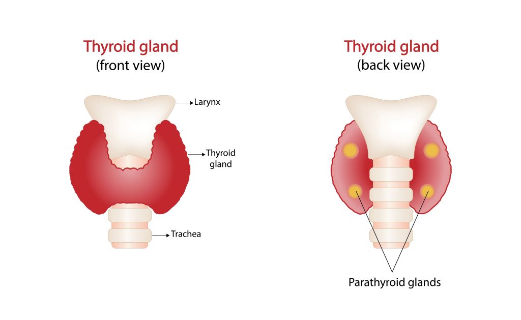 Baltimore Thyroidectomy Lawyer