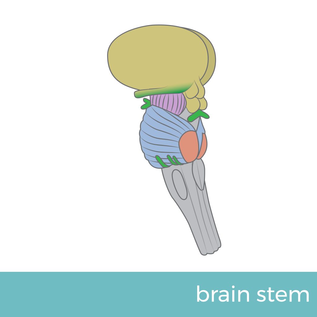 Brain Stem Stroke